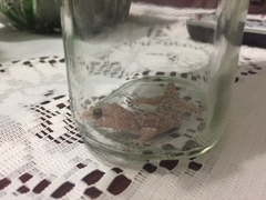 Hemidactylus turcicus
