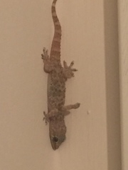 Hemidactylus turcicus