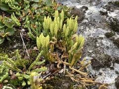 Diphasiastrum alpinum