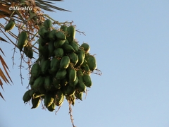 Yucca decipiens