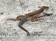 Aspidoscelis sackii
