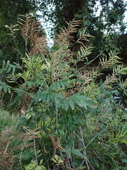 Galega officinalis