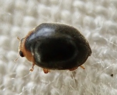 Scymnus auritus