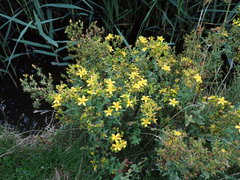 Hypericum perforatum
