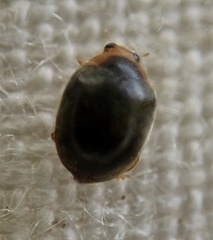 Scymnus auritus