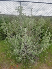 Buddleja sessiliflora