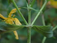 Hypericum perforatum