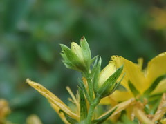 Hypericum perforatum