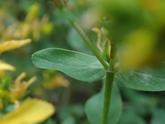 Hypericum perforatum