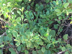 Capparis sandwichiana