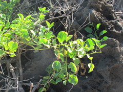 Capparis sandwichiana