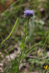 Globularia bisnagarica