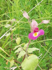 Proboscidea fragrans