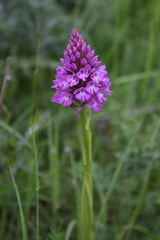 Anacamptis pyramidalis