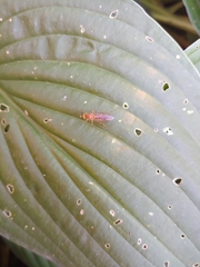 Ptecticus trivittatus