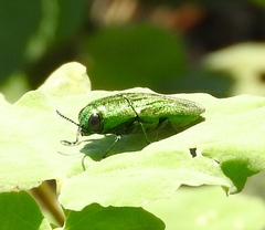 Agaeocera