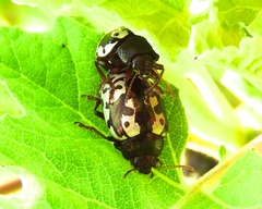 Calligrapha intermedia
