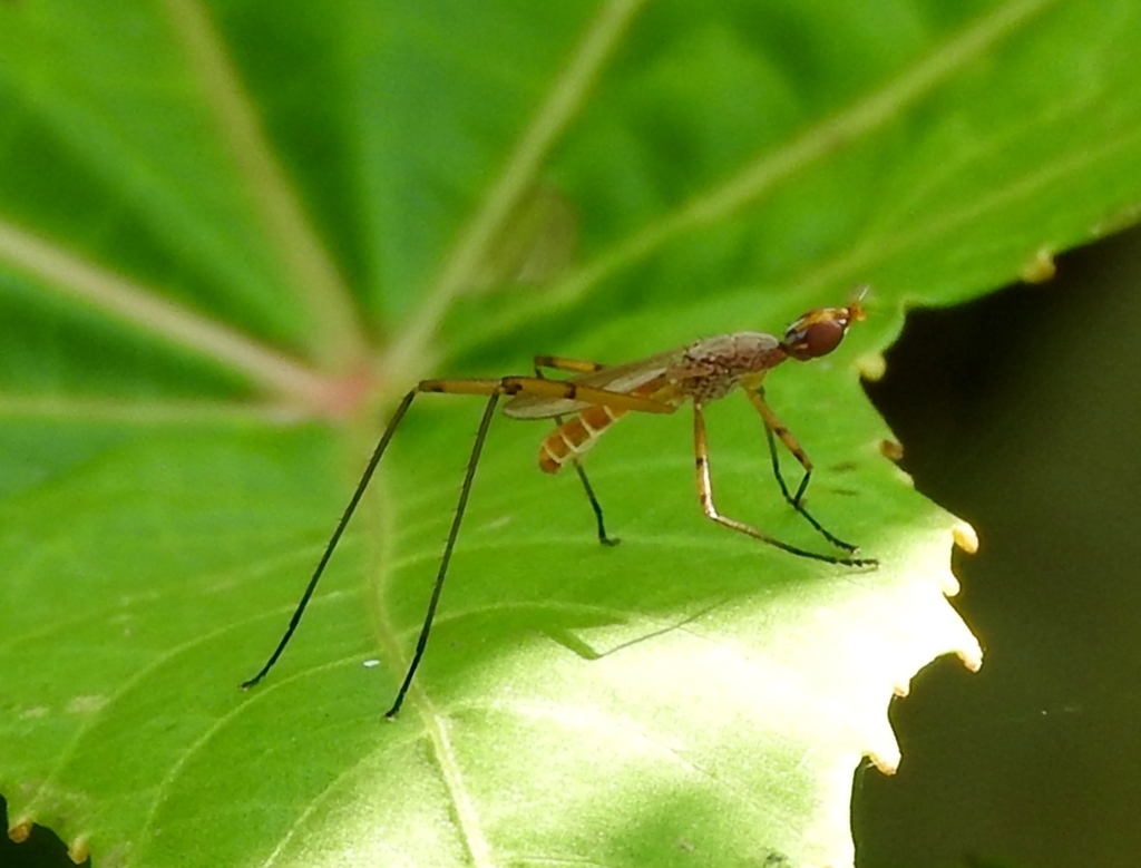 Micropeza stigmatica