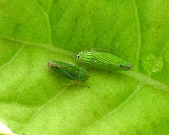 Graphocephala cythura
