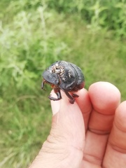 Dichotomius carolinus