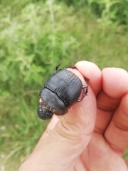 Dichotomius carolinus