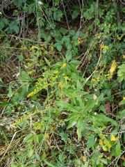 Solidago arguta arguta