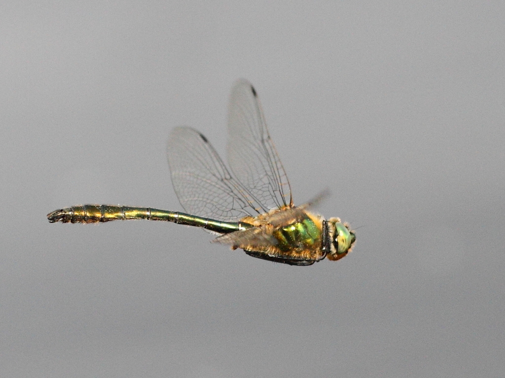 Downy Emerald