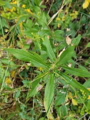 Solidago arguta arguta