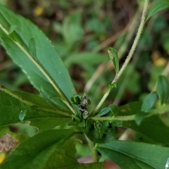Solidago arguta arguta