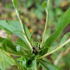 Solidago arguta arguta