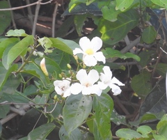 Bignonia potosina