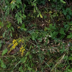 Solidago arguta arguta