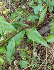 Solidago arguta arguta
