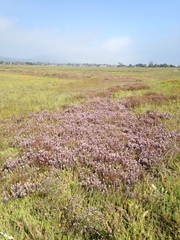 Chloropyron maritimum maritimum
