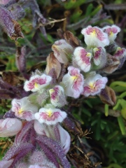 Chloropyron maritimum maritimum