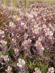 Chloropyron maritimum maritimum