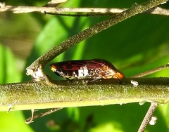 Homalodisca ichthyocephala