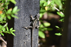 Liolaemus septentrionalis