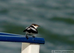 Tachycineta albiventer