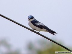 Tachycineta albiventer