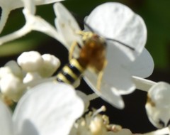 Myzinum quinquecinctum