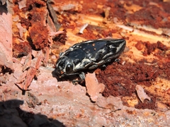 Chalcophora mexicana