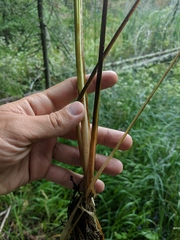 Carex aquatilis substricta