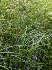 Carex aquatilis substricta