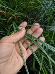 Carex aquatilis substricta