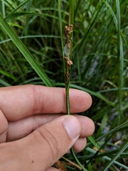 Carex aquatilis substricta
