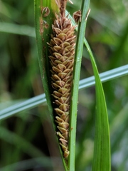 Carex aquatilis substricta
