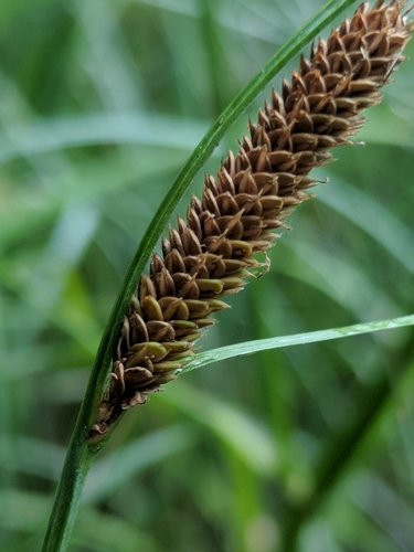 Carex aquatilis var. substricta
