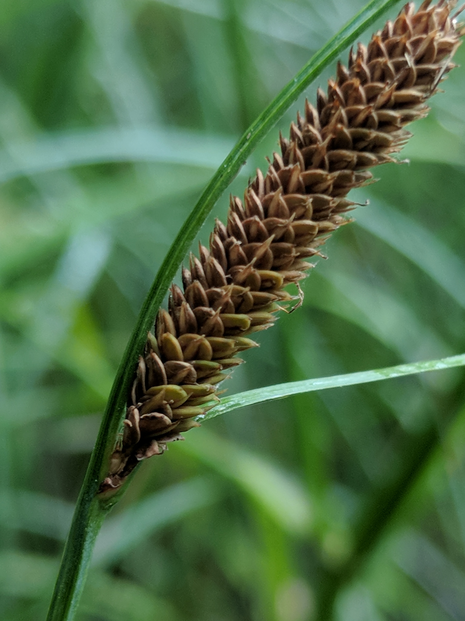 Carex aquatilis var. substricta