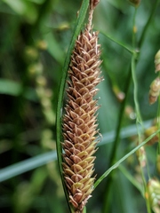 Carex aquatilis substricta